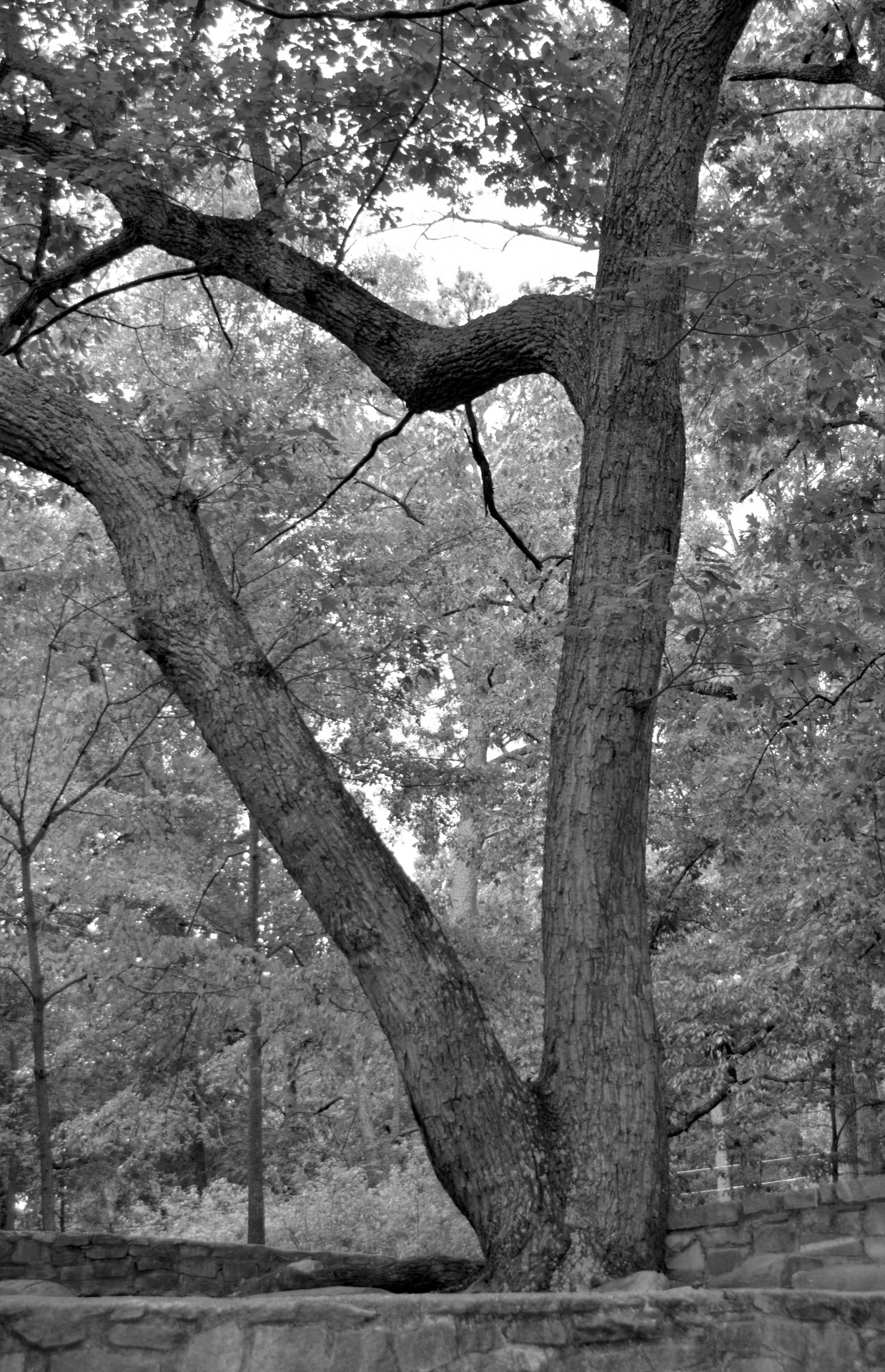 tree branch black white free photo