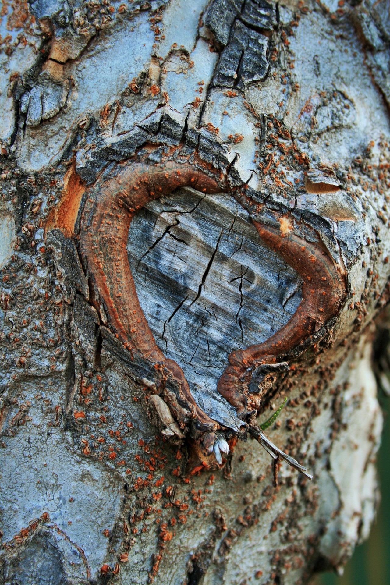 trunk bark marking free photo