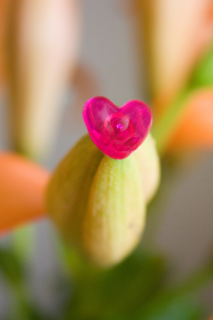 pink heart plastic free photo