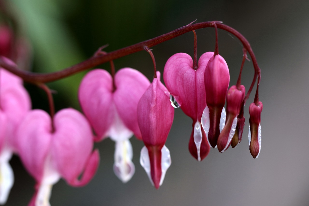 hearts spring pink free photo