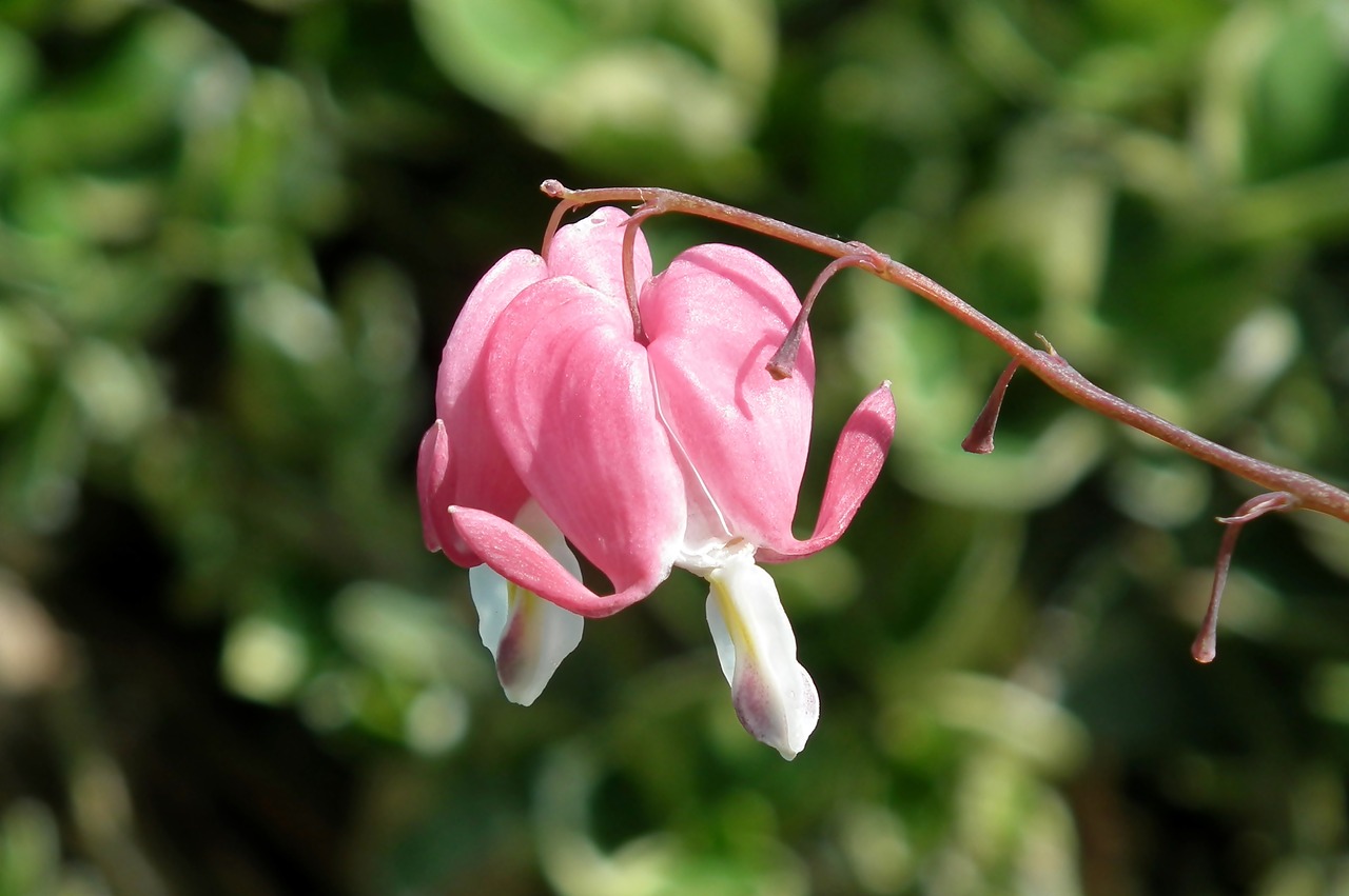 hearts  flowers  nature free photo