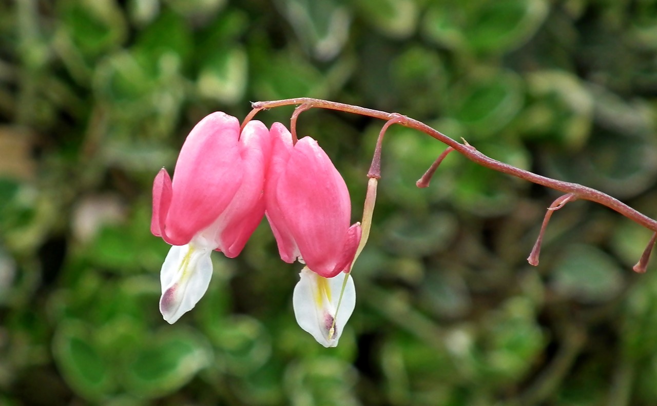 hearts  flowers  pink free photo