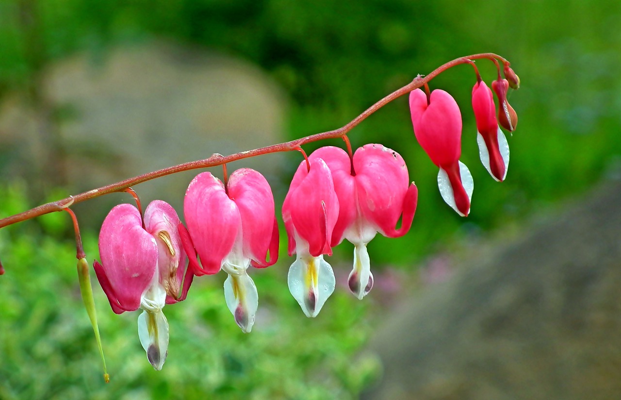 hearts  flowers  pink free photo