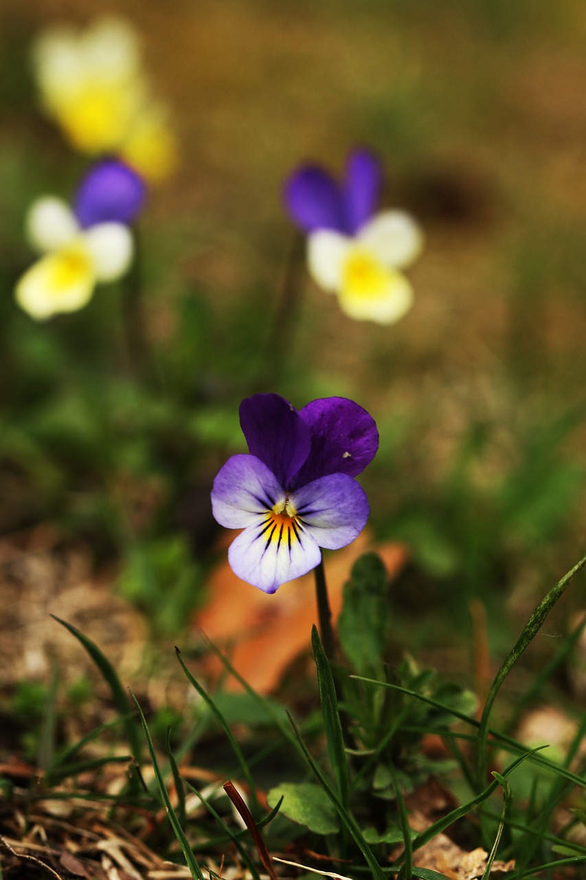 heartsease  pansy  flower free photo