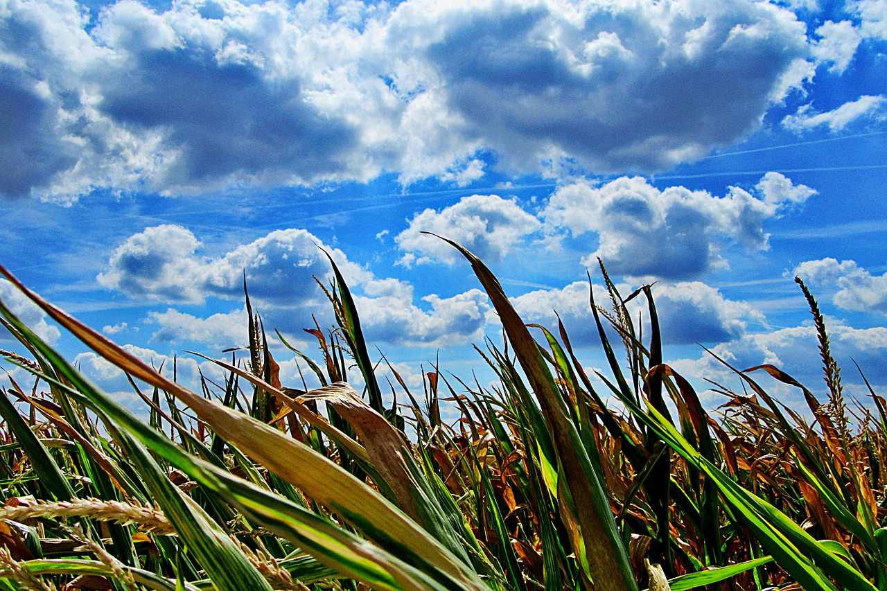 heat  dry  corn free photo