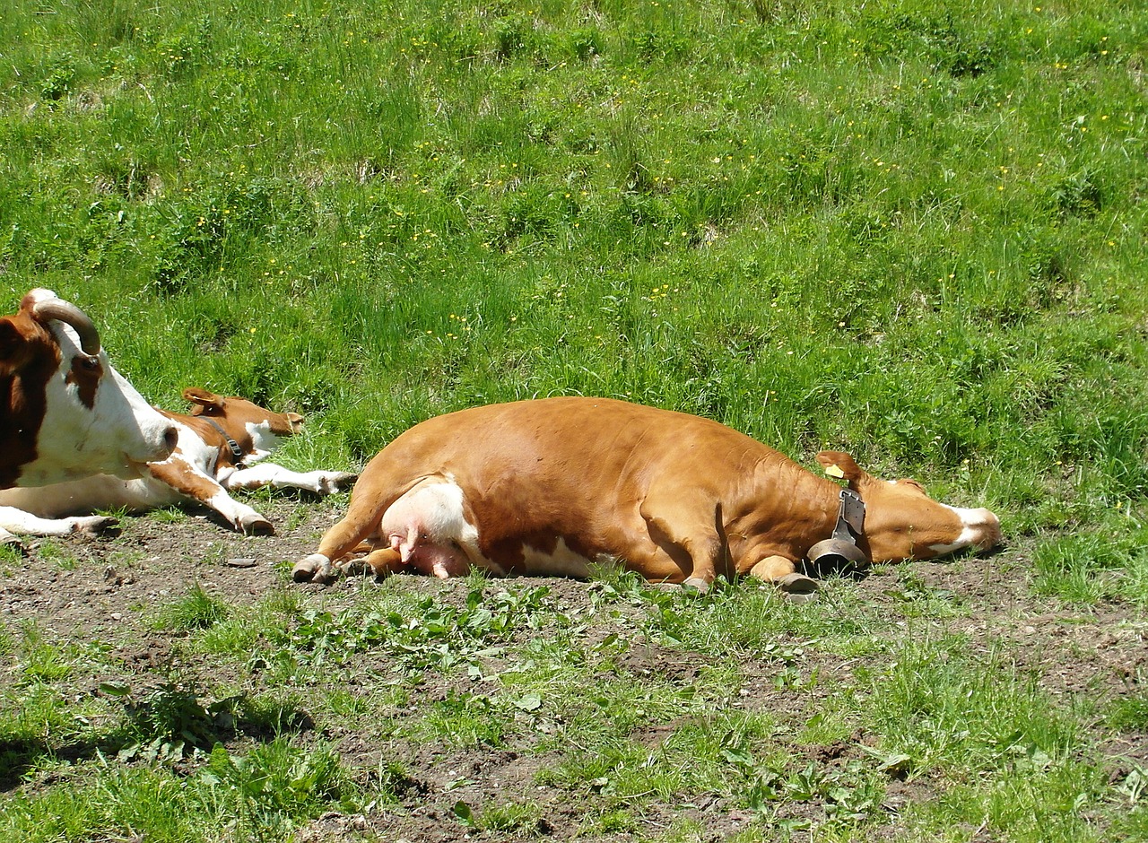 heat cow pasture free photo