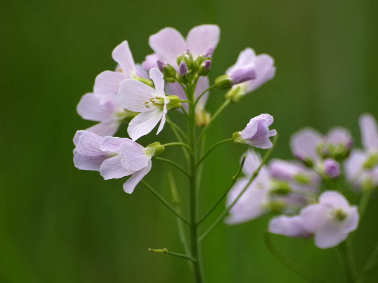 heath orchid light purple blossom free photo