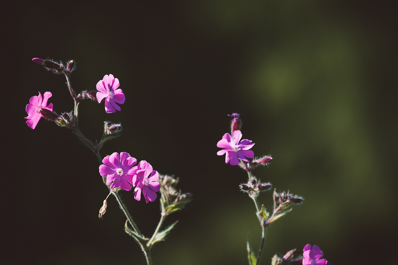 heath orchid  flower  flowers free photo