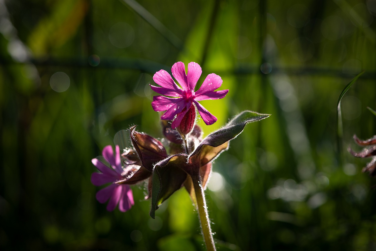 heath orchid  flower  blossom free photo