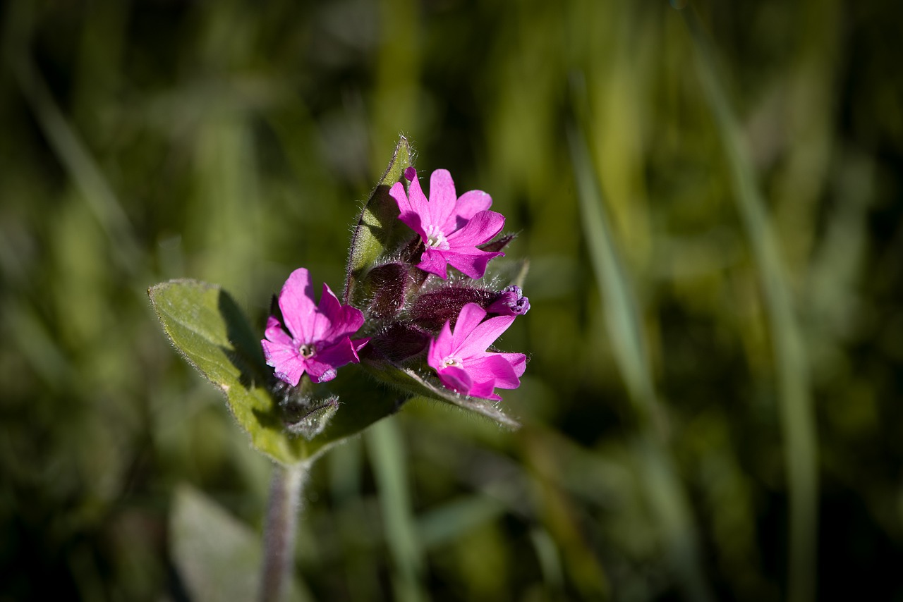 heath orchid  flower  pointed flower free photo