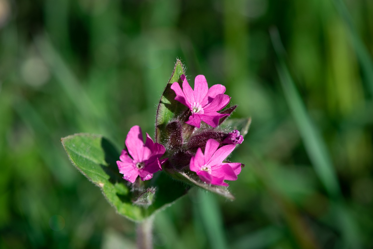 heath orchid  pointed flower  flower free photo