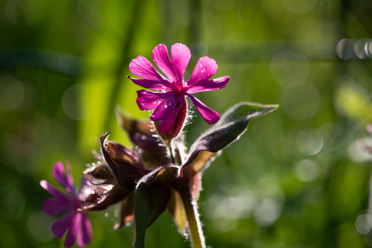 heath orchid  blossom  bloom free photo