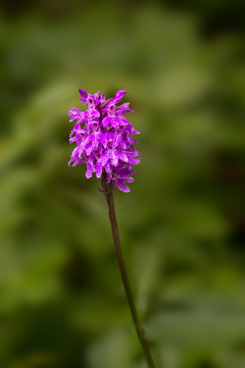 heath spotted orchid orchid patch fingerwurz free photo