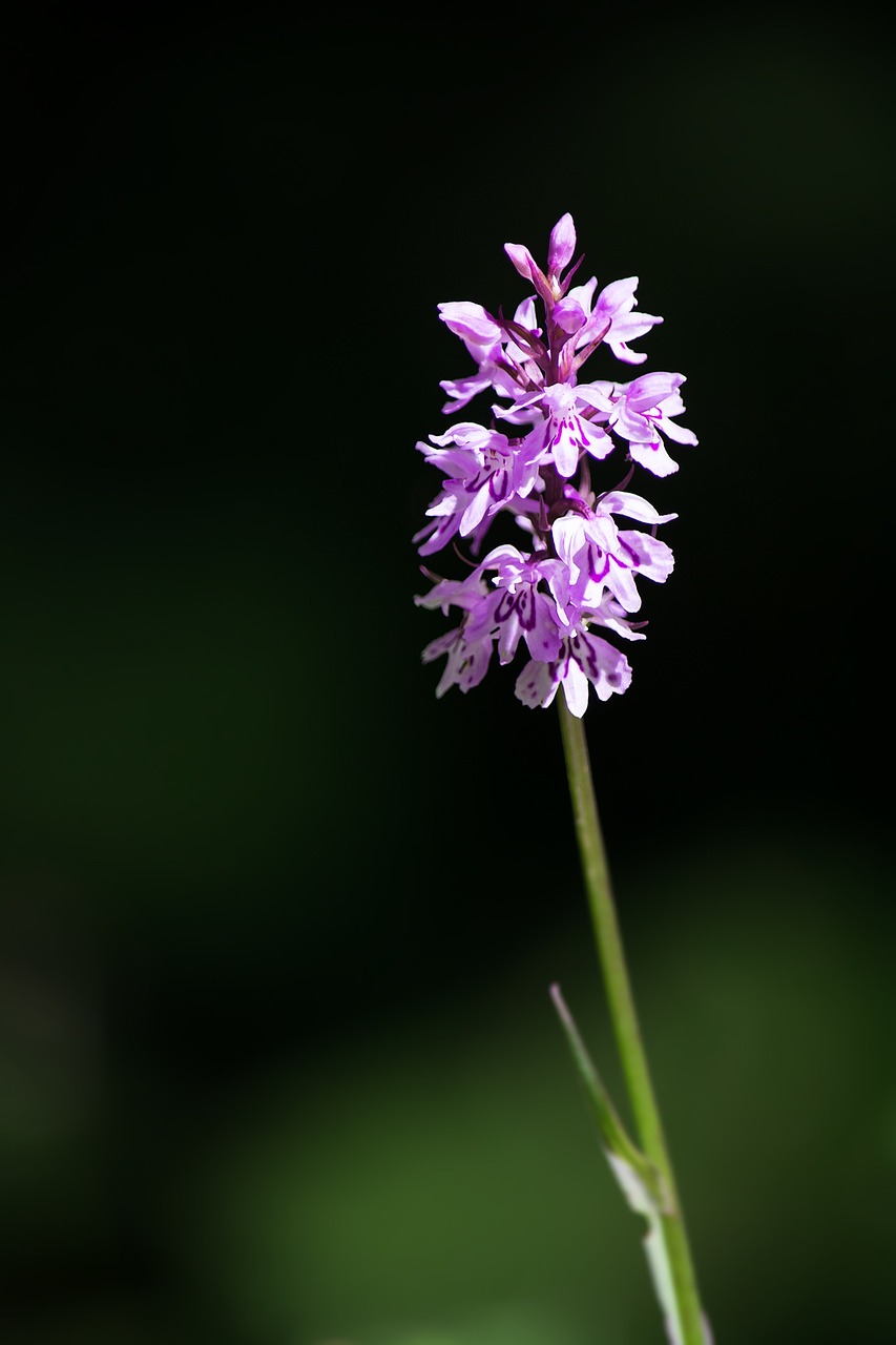 heath spotted orchid orchid patch fingerwurz free photo