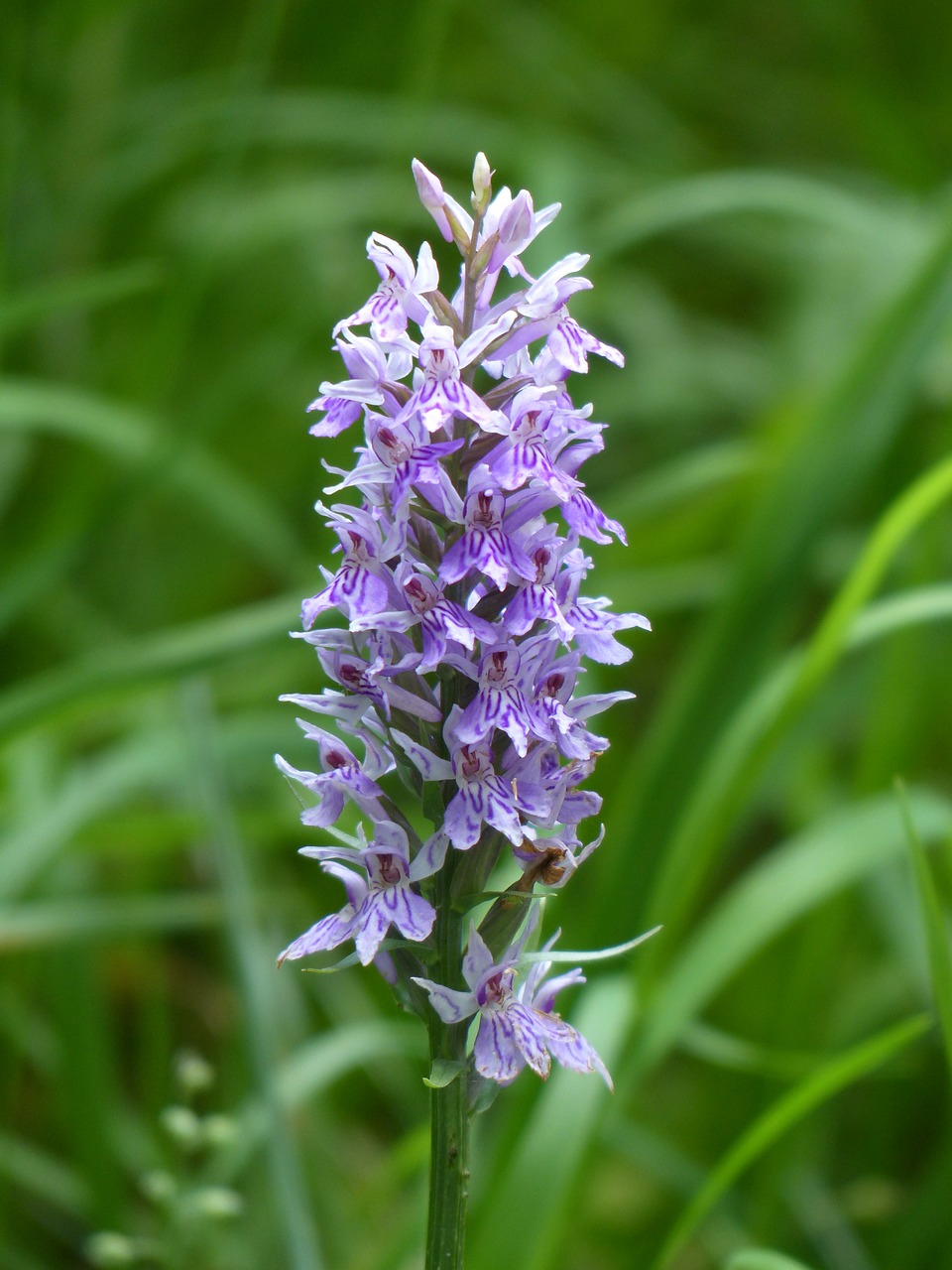 heath spotted orchid orchid flower free photo