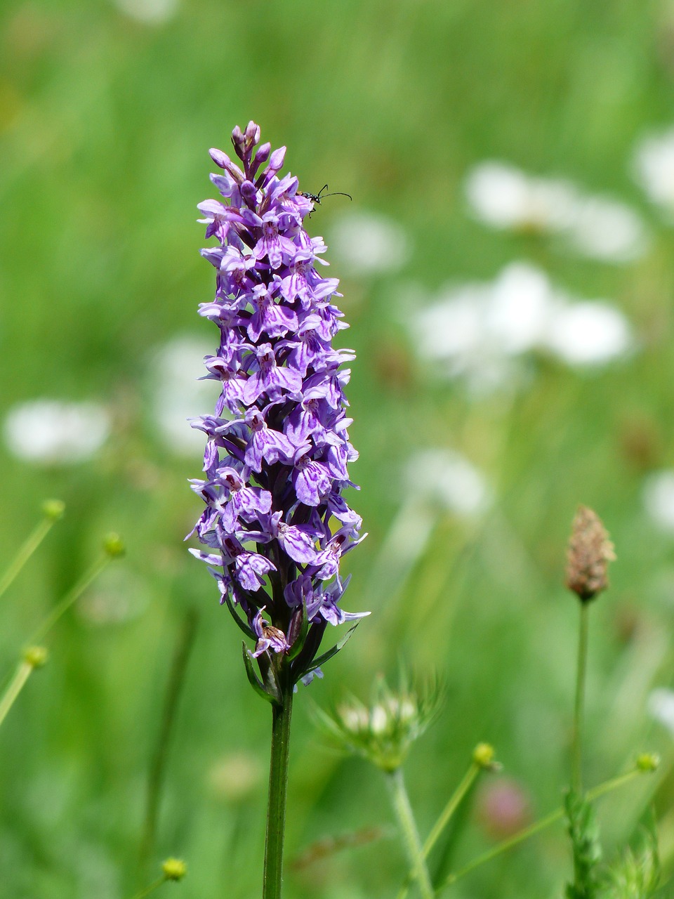 heath spotted orchid orchid flower free photo