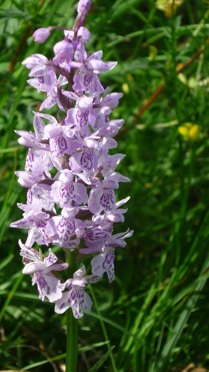 heath spotted orchid german orchid small flowers free photo