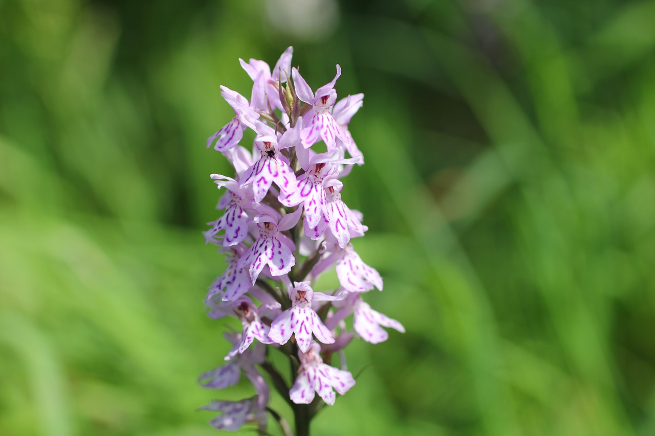 heath spotted orchid widlblume orchid free photo