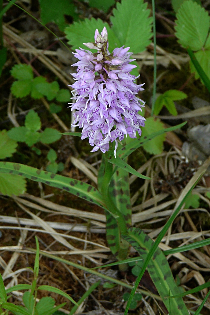heath spotted orchid orchid protected plant free photo