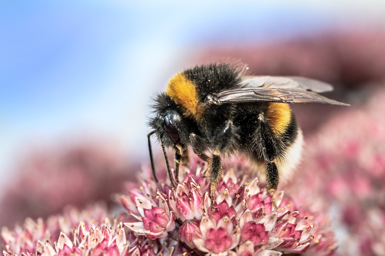 heath-the bumble bee  kryptarum-the bumble bee  hymenoptera free photo