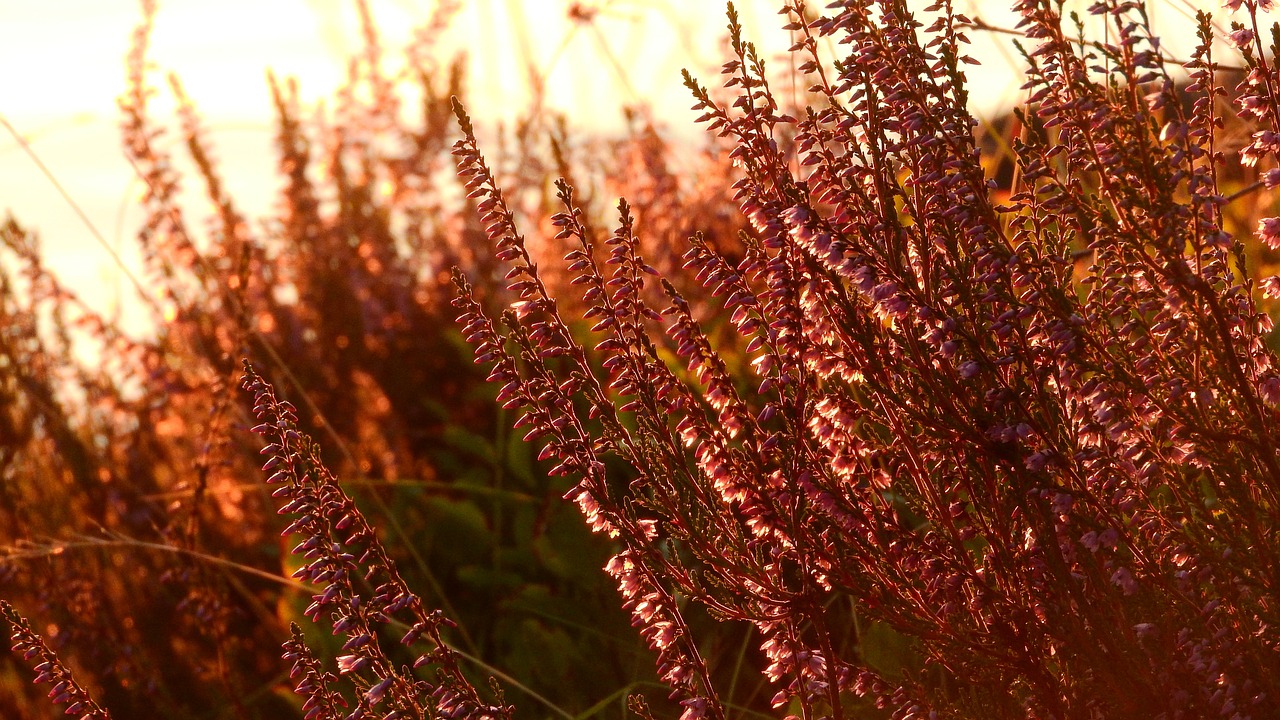 heather ericaceae free pictures free photo