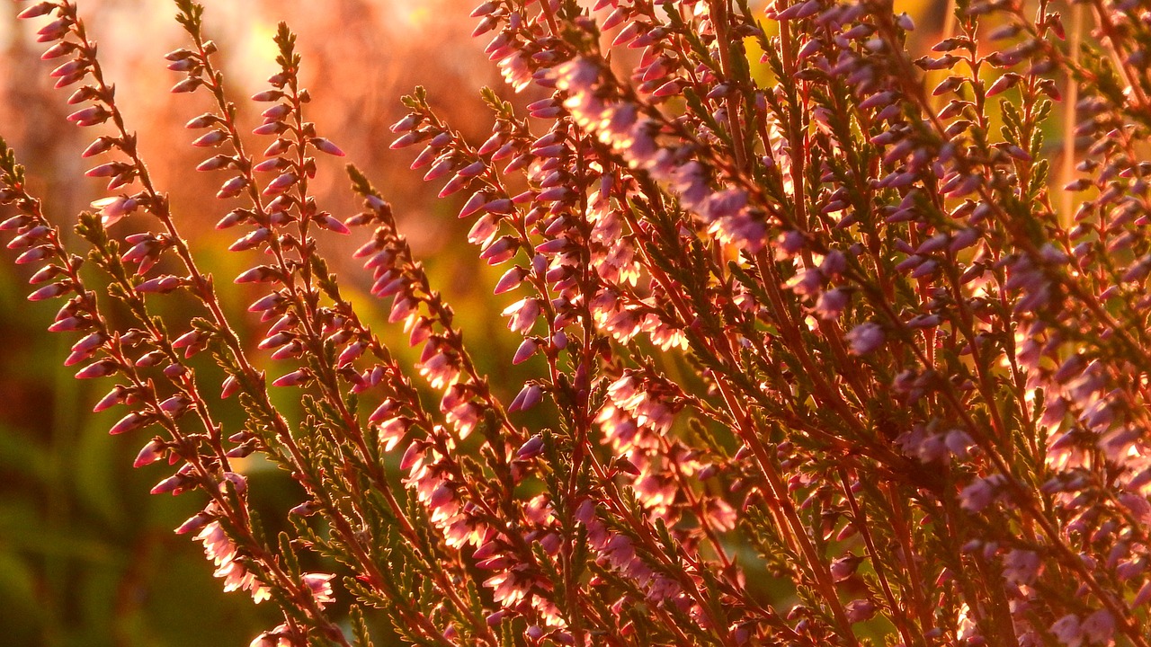 heather ericaceae flowers free photo
