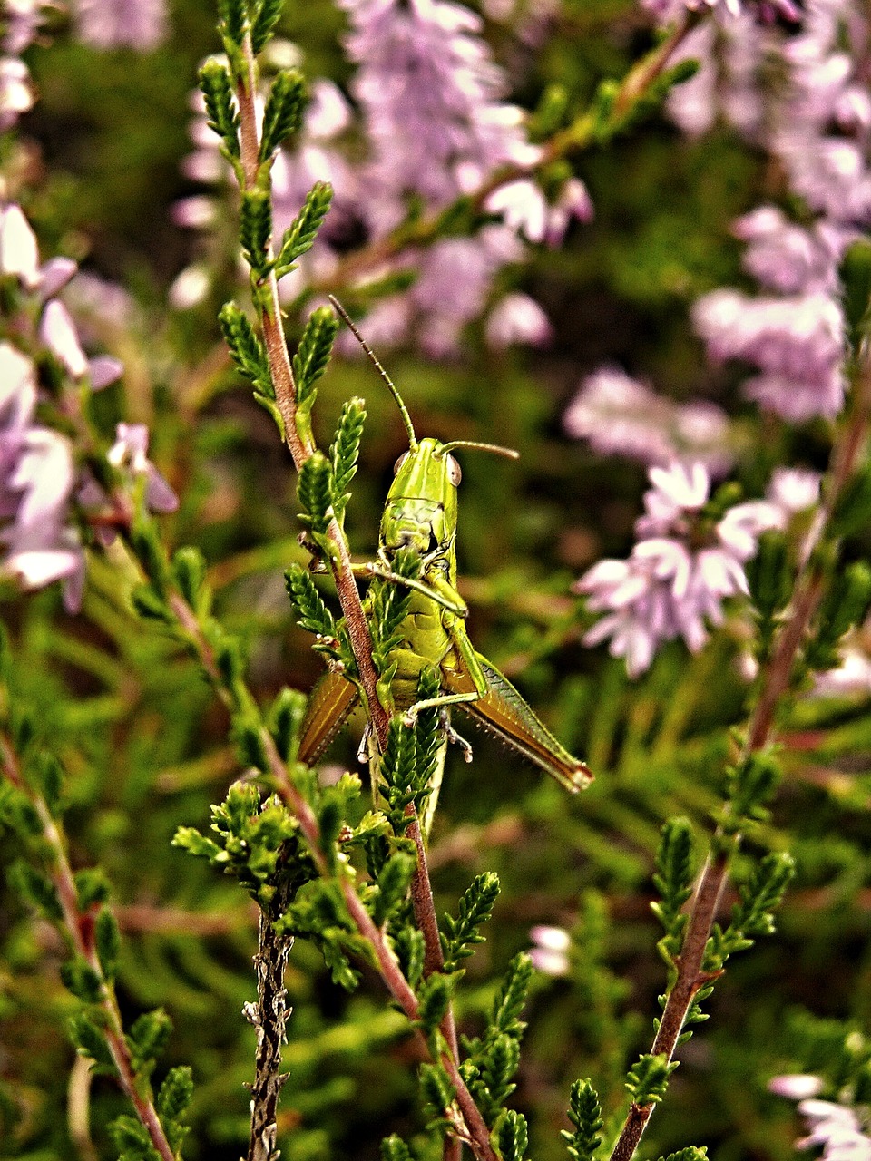 heather grasshopper green free photo