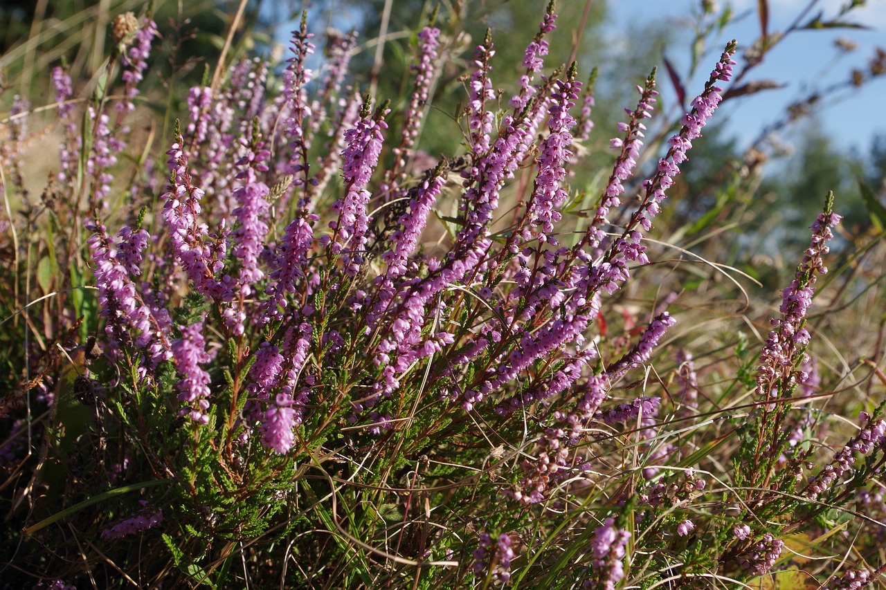 heather flower autumn free photo