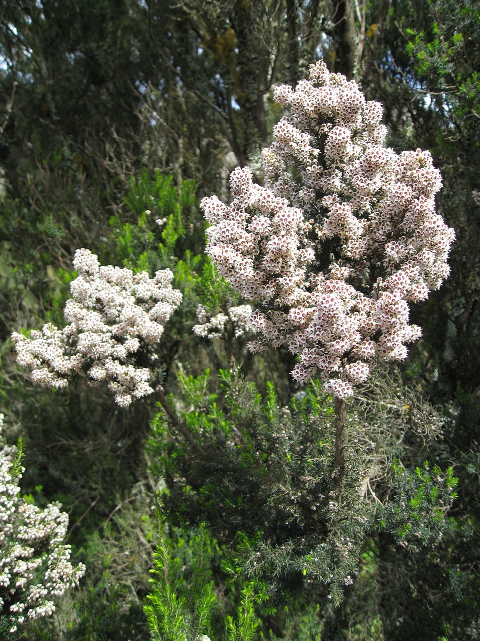 heather white nature free photo