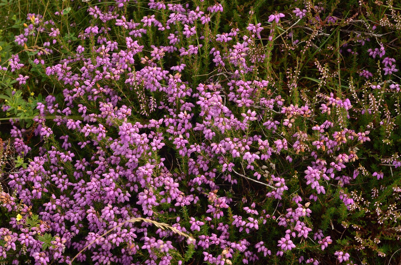 heather plants flowers free photo