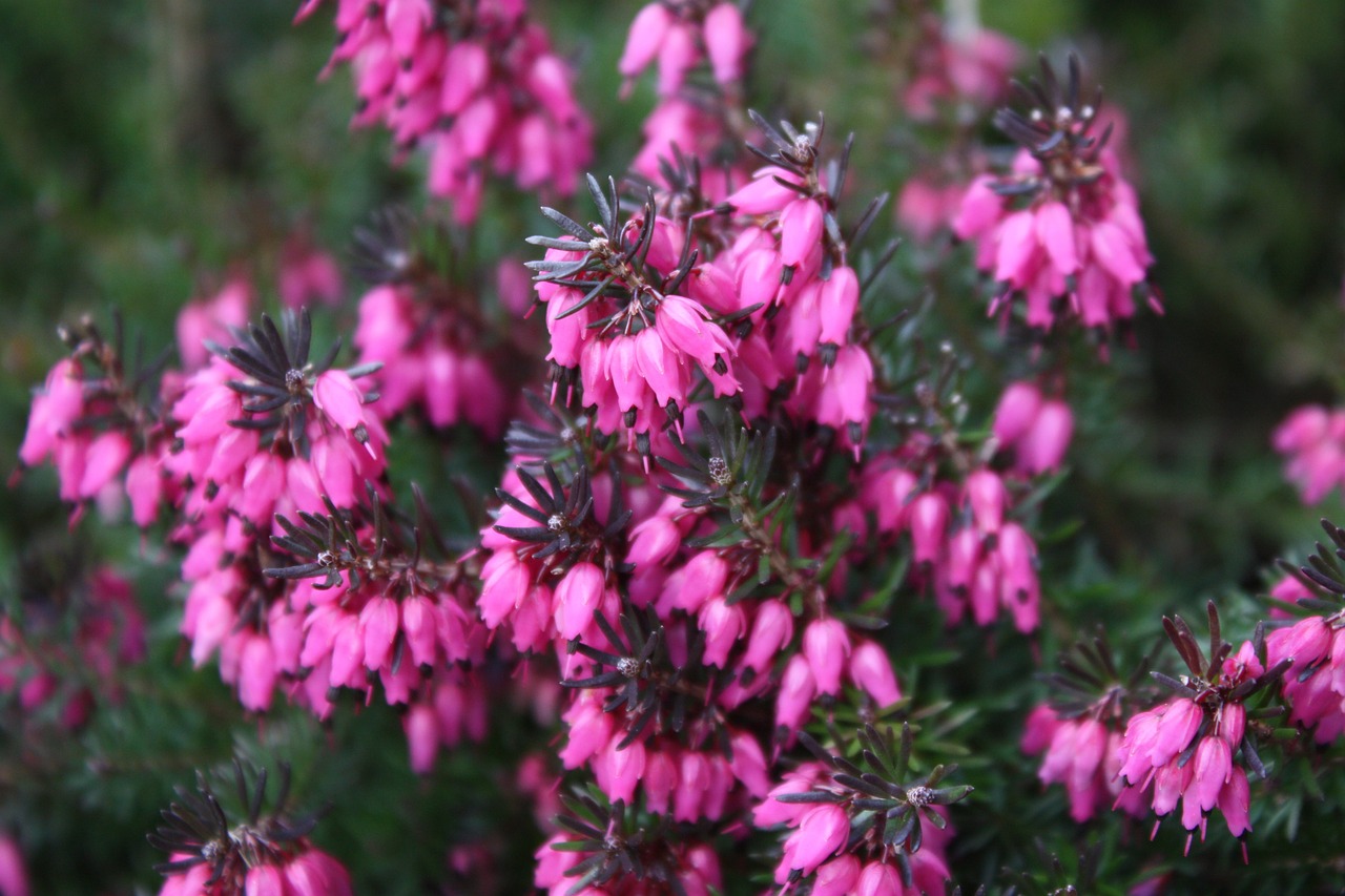 heather autumn flower free photo