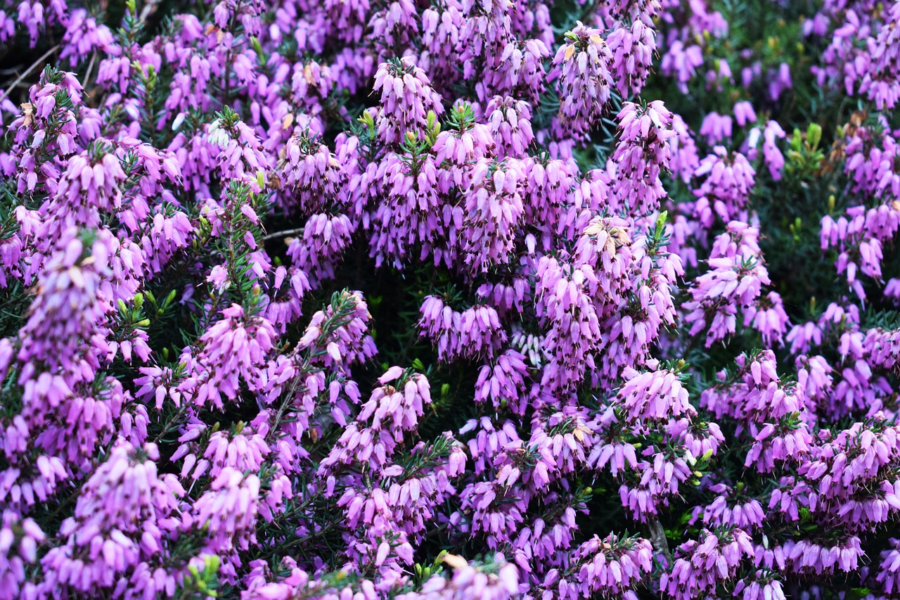 heather garden spring free photo