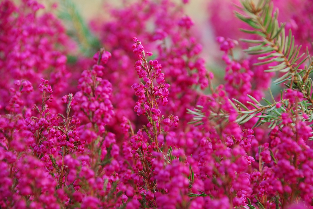 heather autumn pink free photo