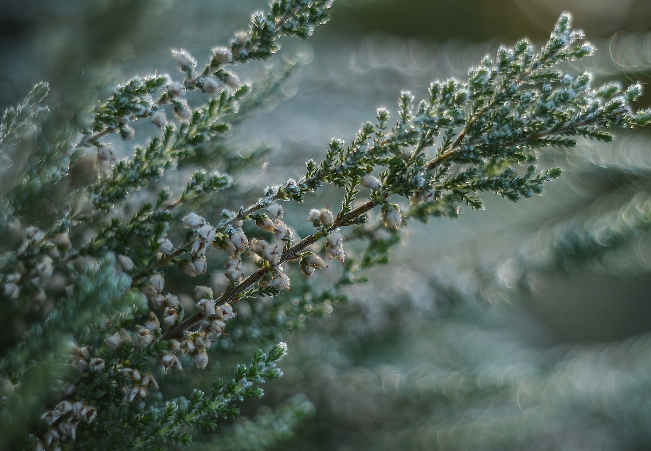 heather frost plant free photo