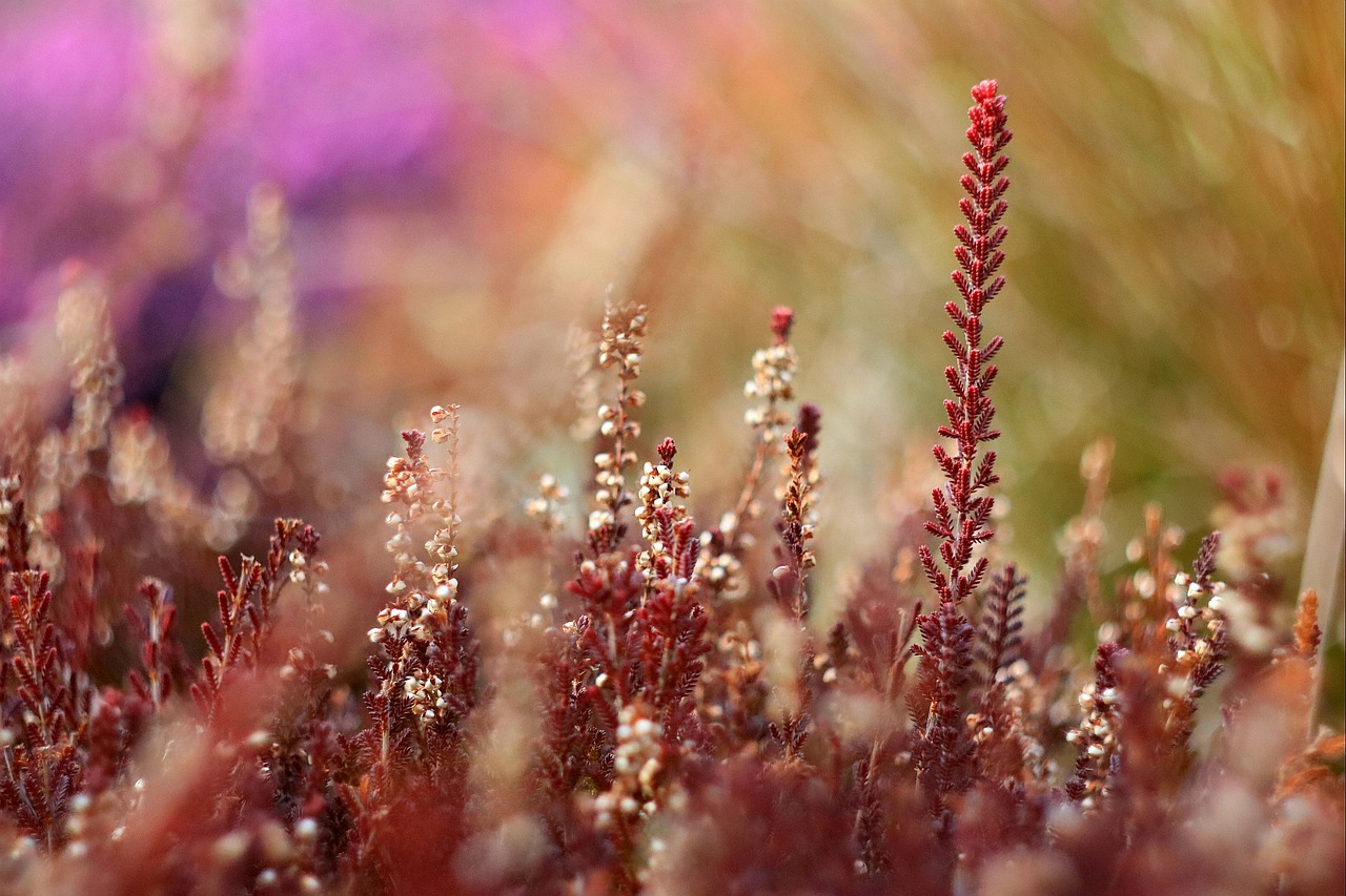 heather blur plant free photo