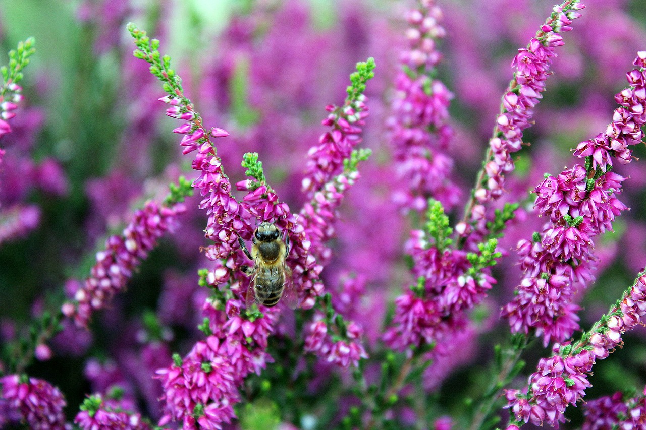 heather plant nature free photo