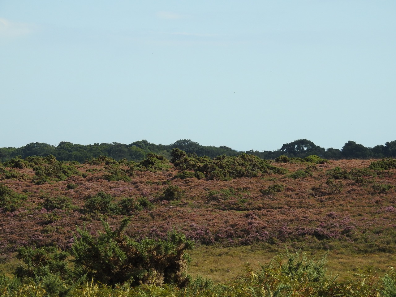 heather new forest forest free photo