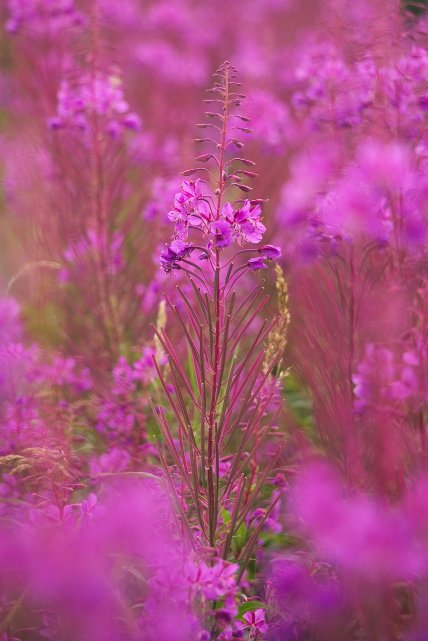 heather plant flower free photo