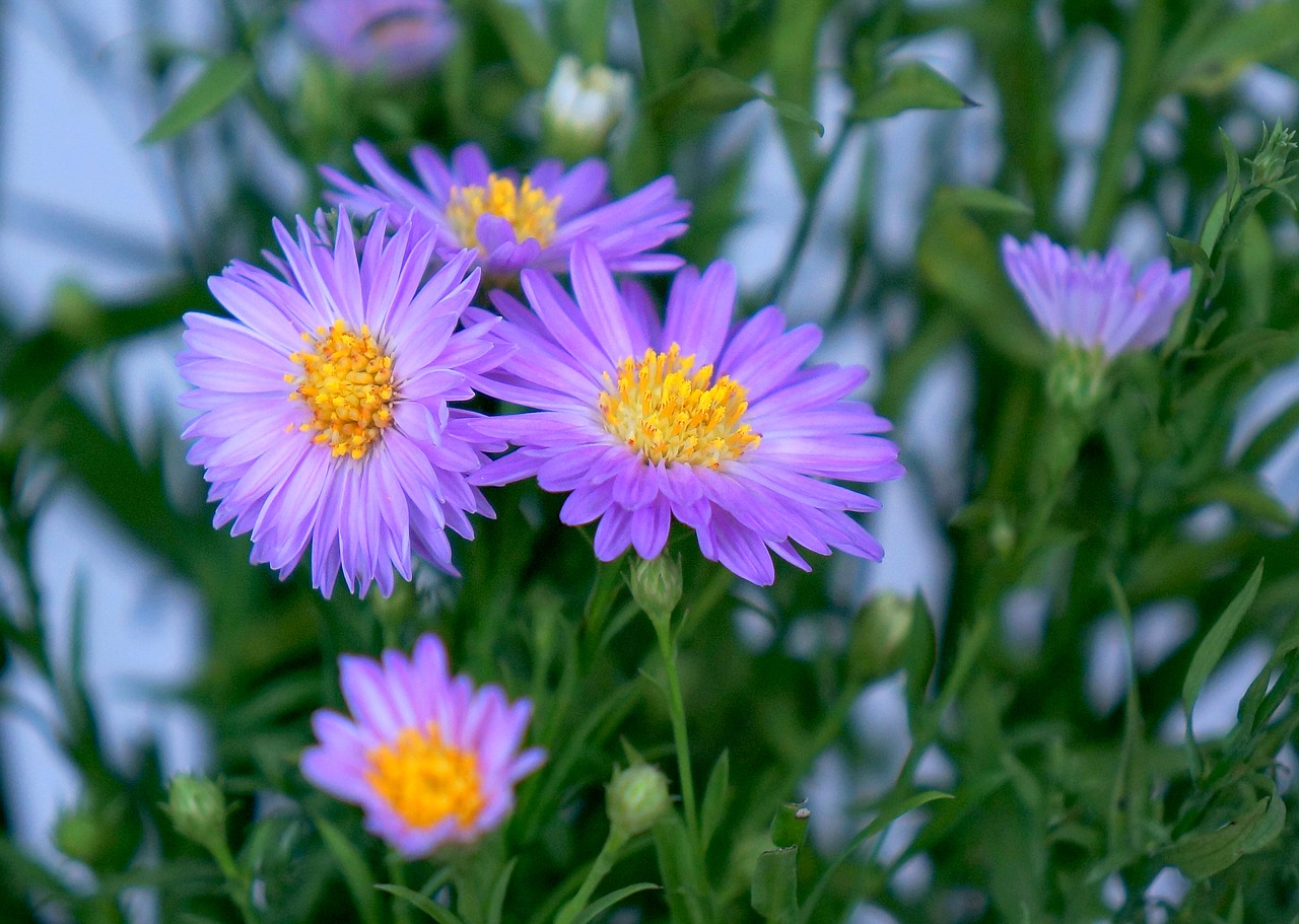 heather purple flowers flowering shrubs free photo