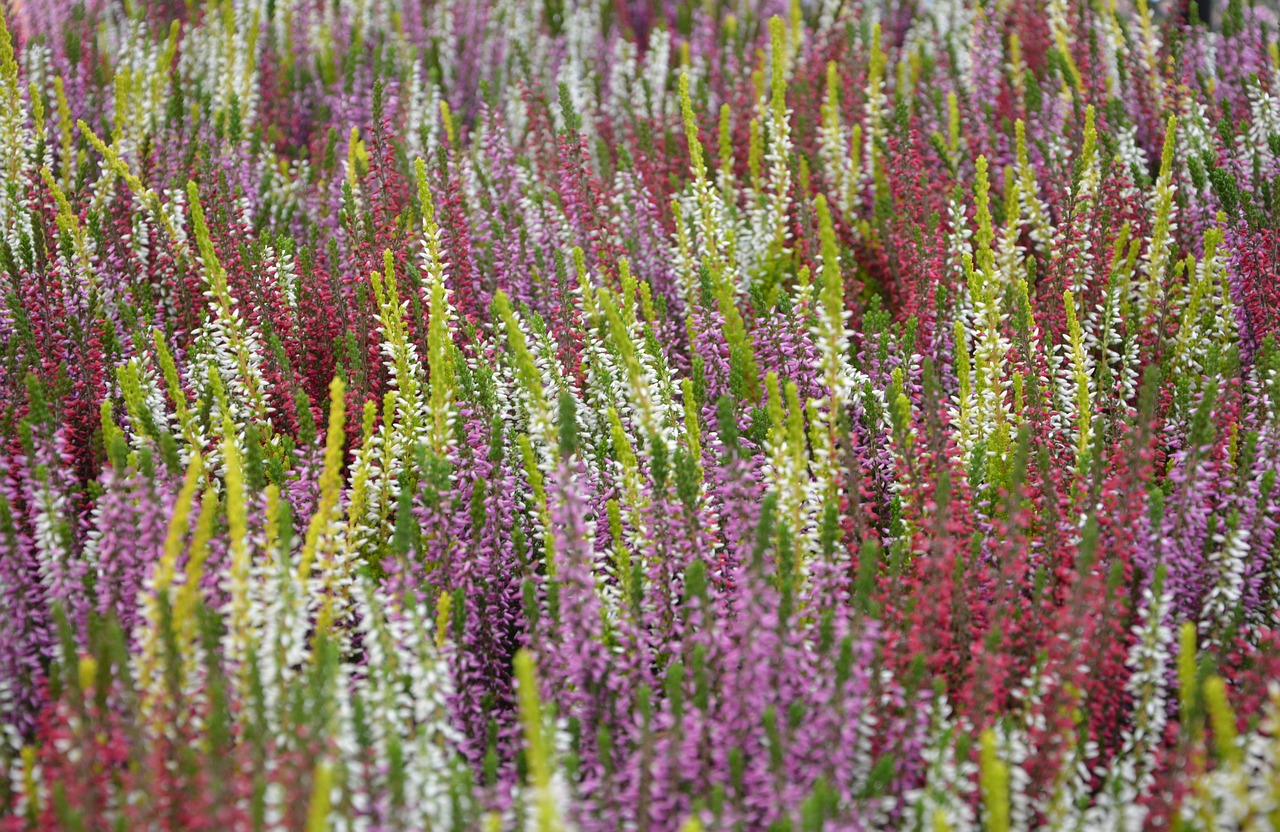 heather flower plant free photo