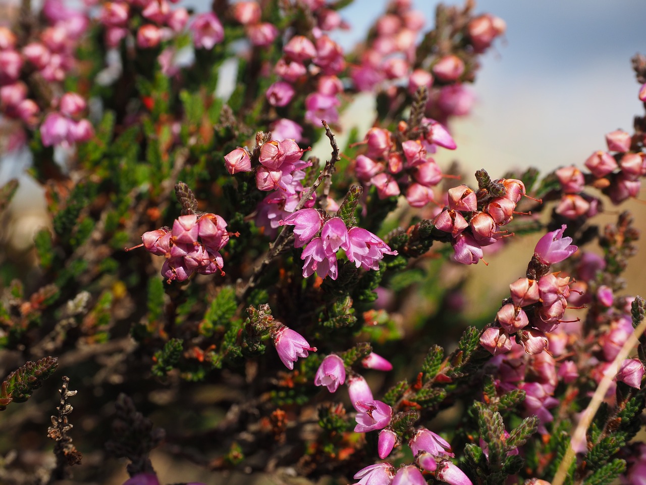 heather heide flowers free photo