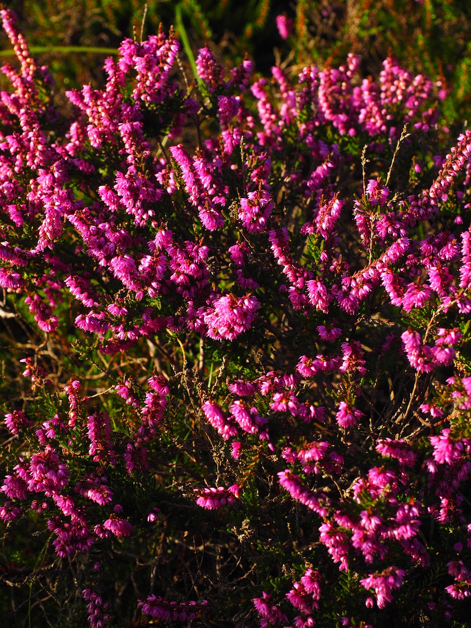 heather flowers colorful free photo