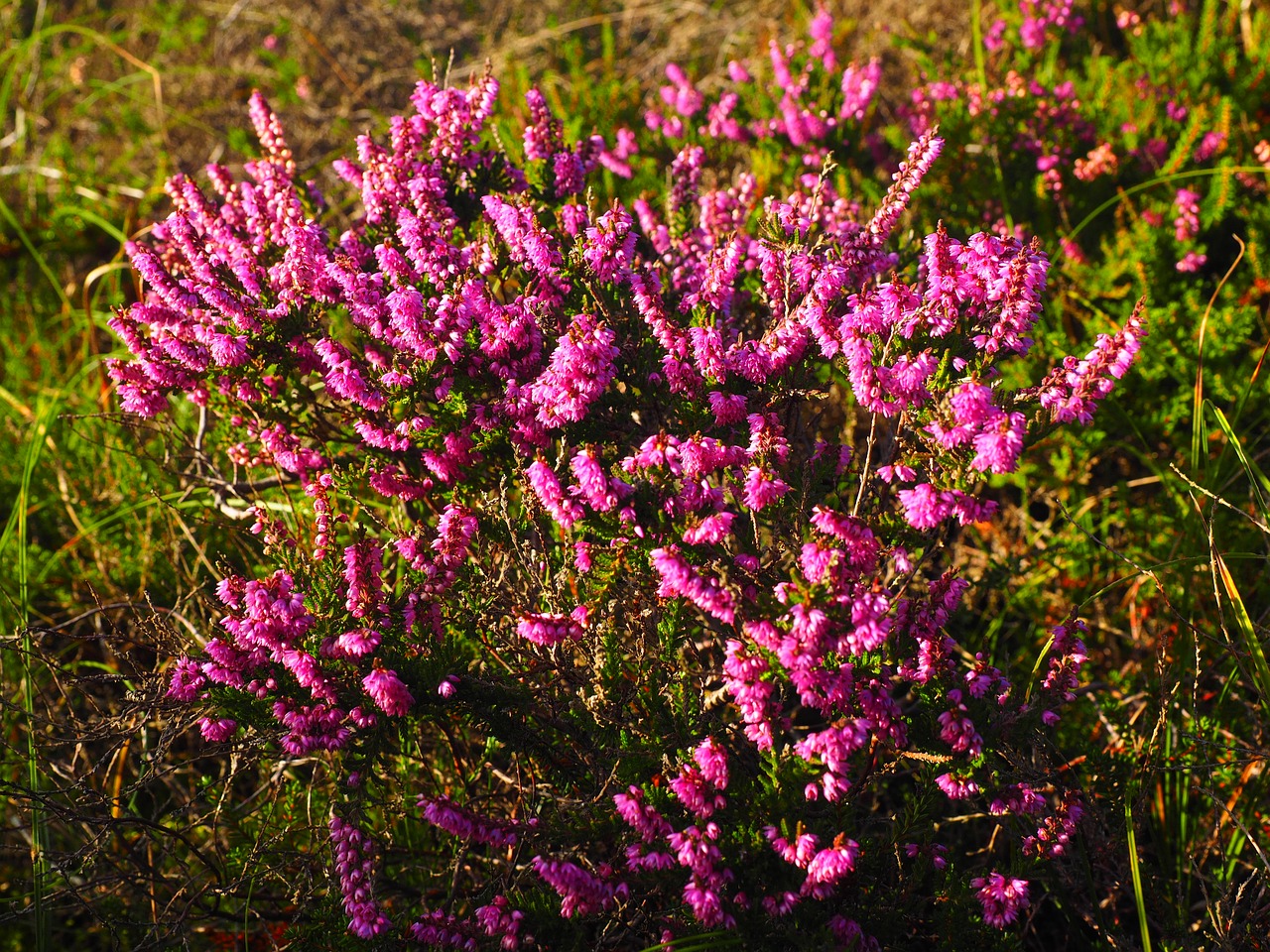 heather heide flowers free photo