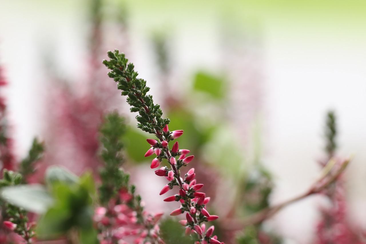 heather flower autumn free photo