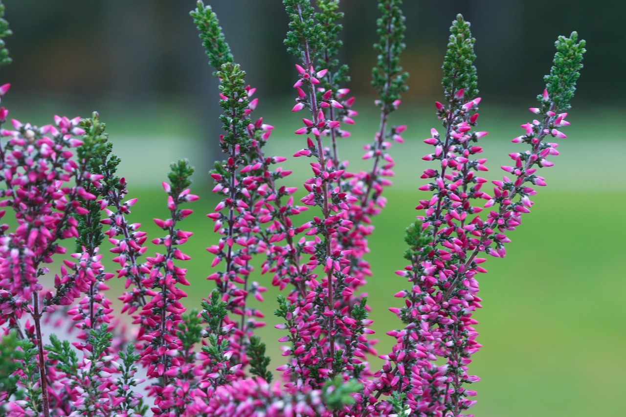 heather plant autumn free photo