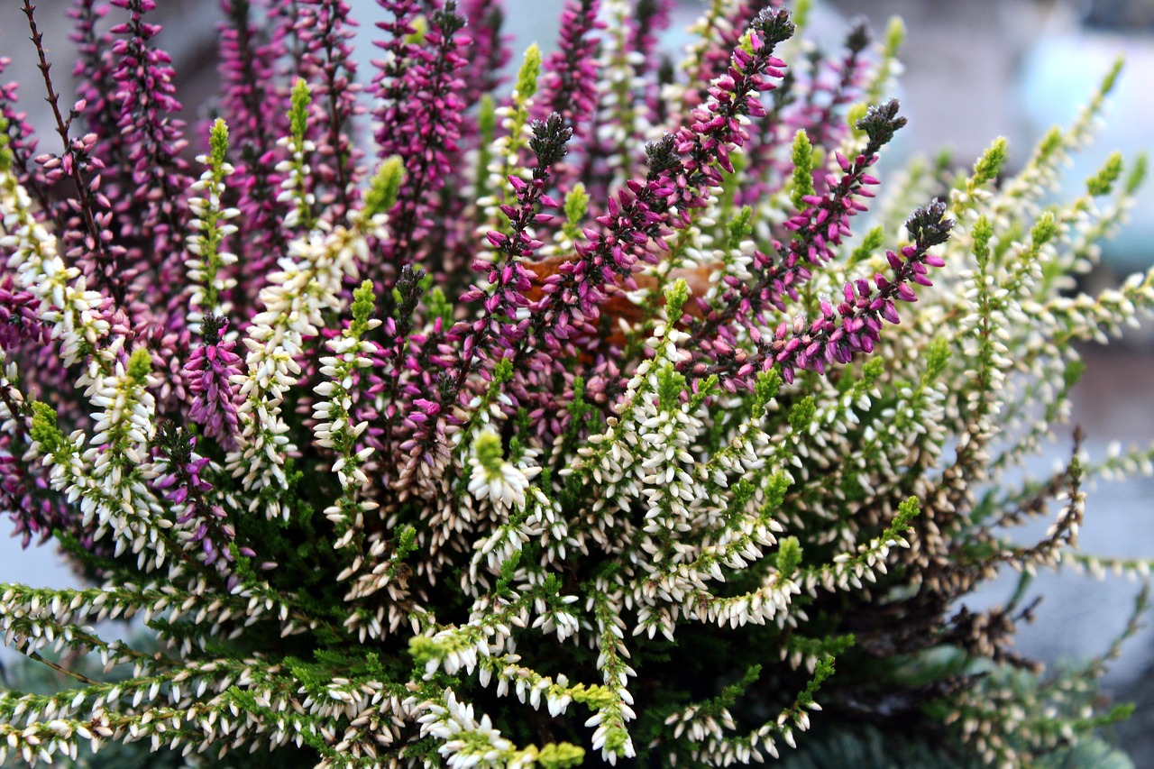 heather nature plant free photo