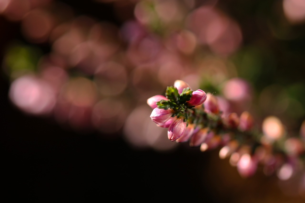 heather macro garden free photo