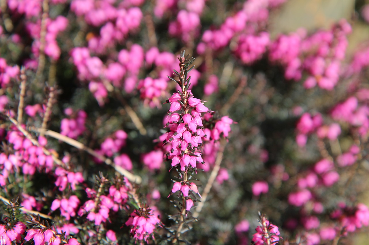 heather pink flower free photo