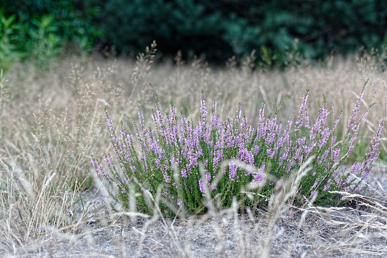 heather  violet  heathers free photo