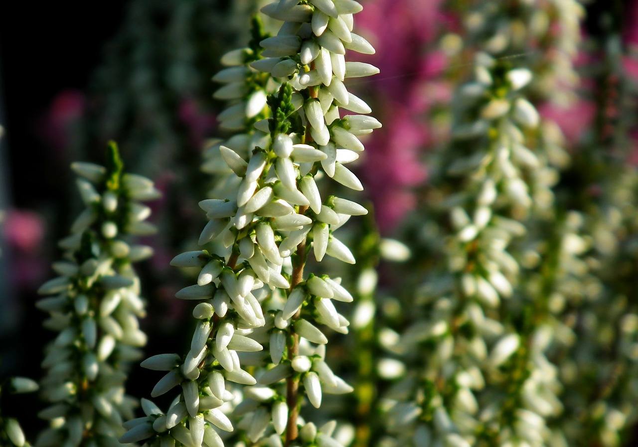 heather  white  flower free photo